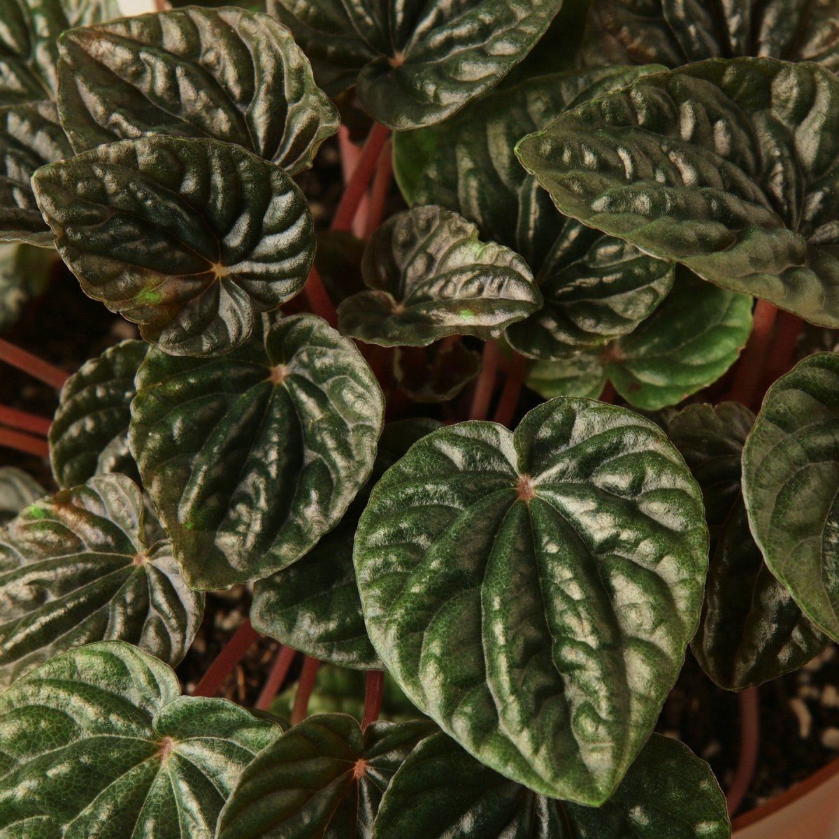 lily & onyx Peperomia 'Emerald Ripple' - lily & onyx