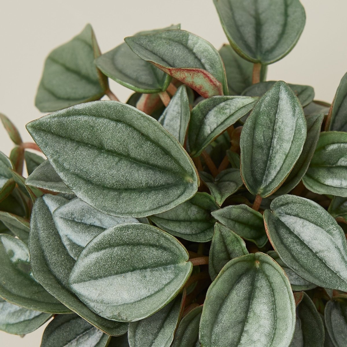 lily & onyx Peperomia 'Napoli Nights' - 4" Pot - lily & onyx