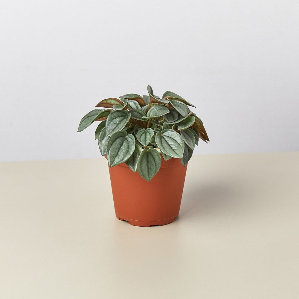 lily & onyx Peperomia 'Napoli Nights' - 4