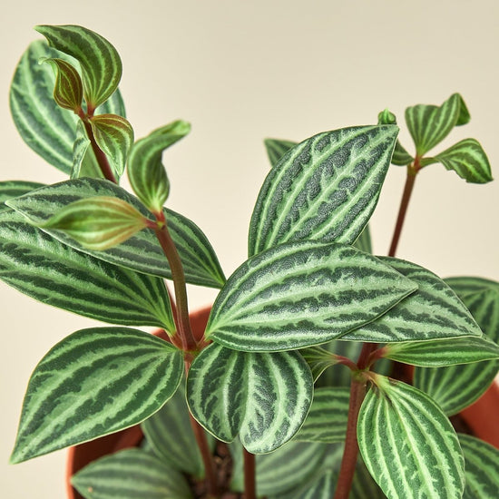 lily & onyx Peperomia 'Parallel' - lily & onyx