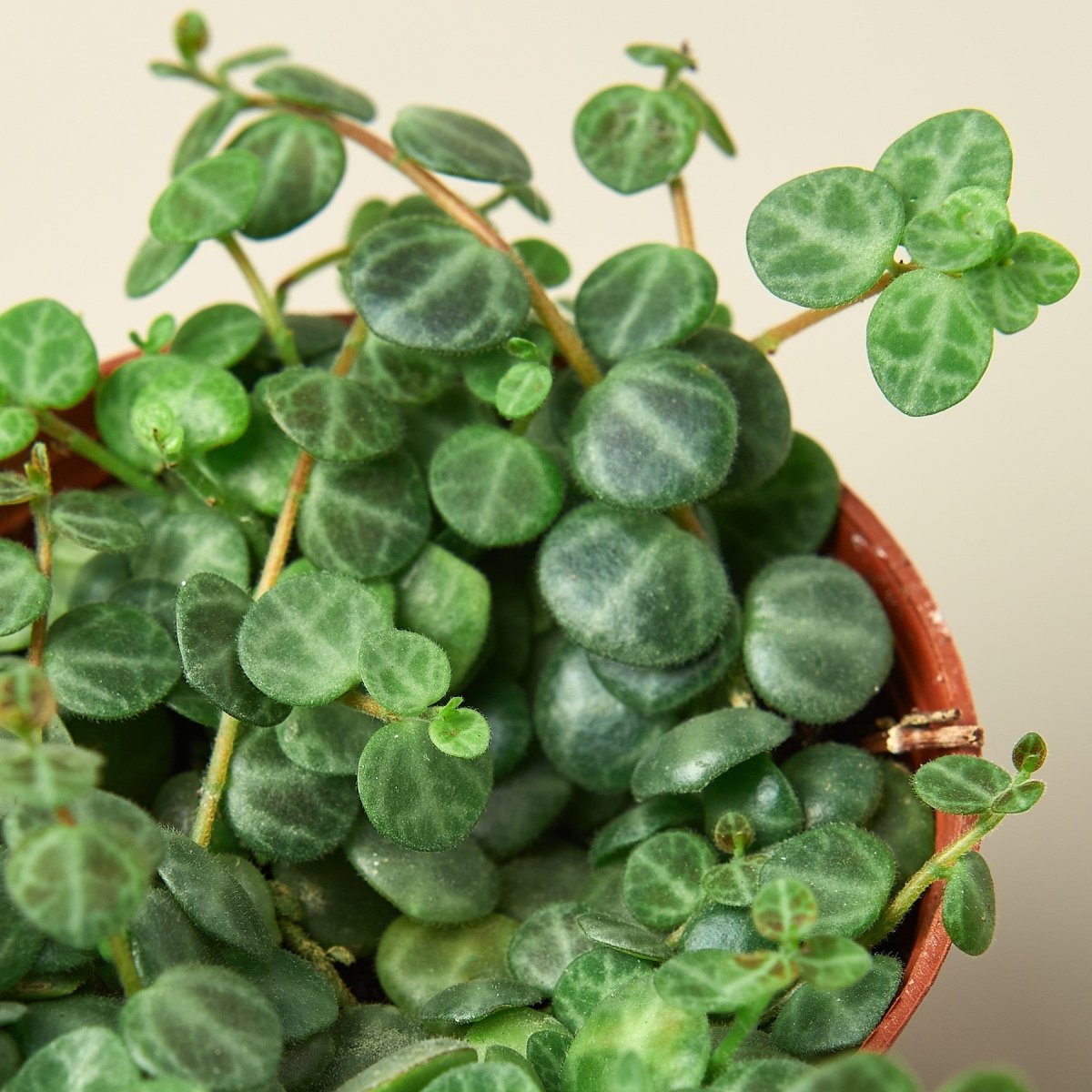 lily & onyx Peperomia Prostrata 'String of Turtles' - lily & onyx