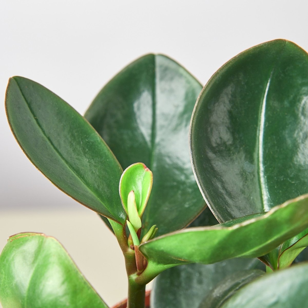 lily & onyx Peperomia Red Edge - lily & onyx