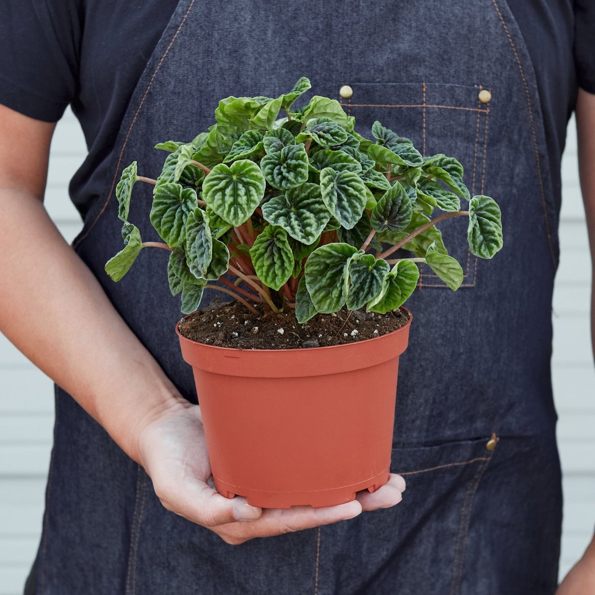 lily & onyx Peperomia 'Ripple' - lily & onyx