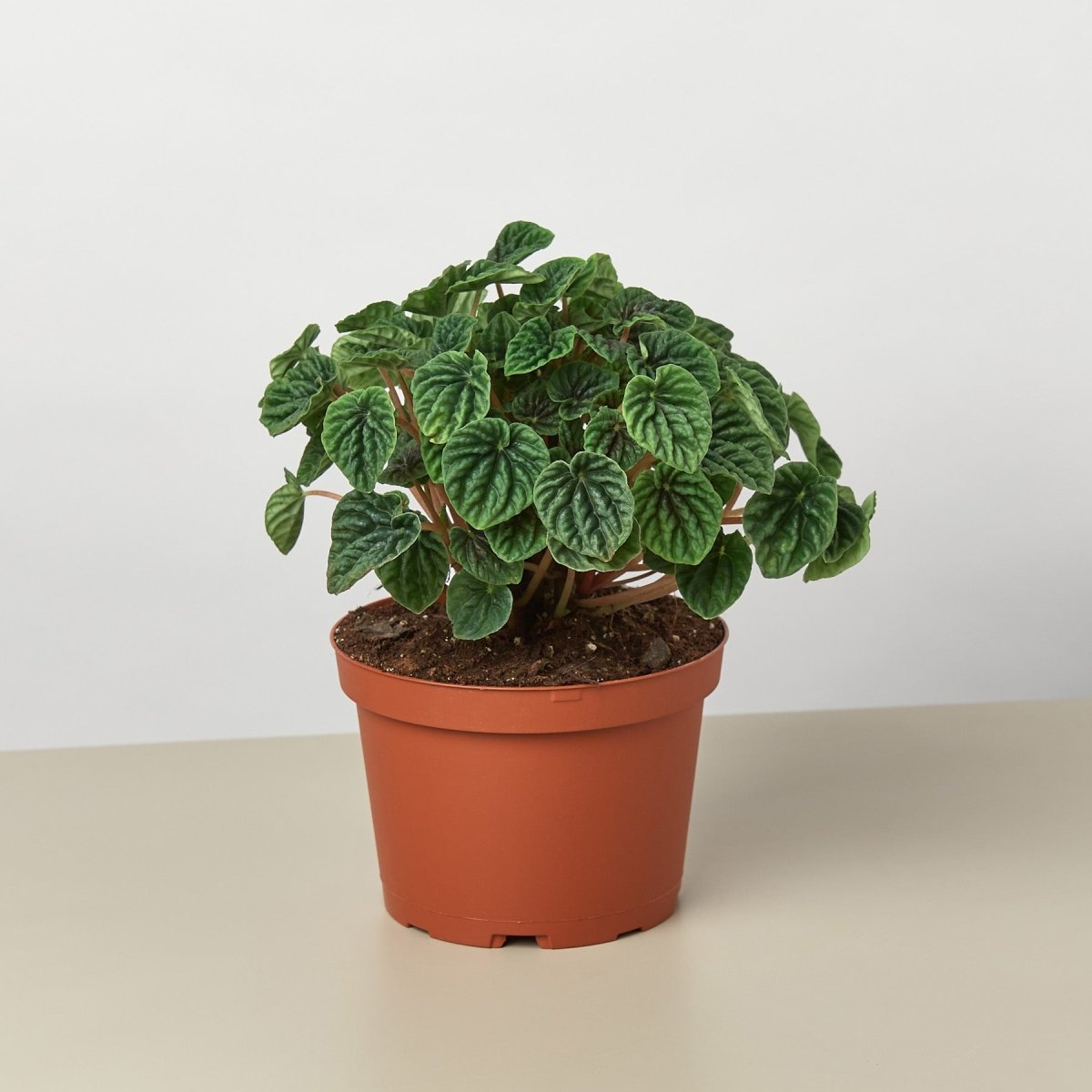 lily & onyx Peperomia 'Ripple' - lily & onyx