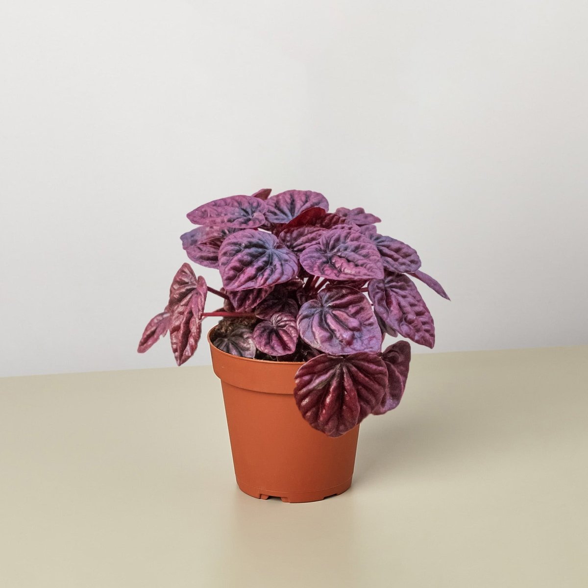 lily & onyx Peperomia 'Ripple Red' - lily & onyx