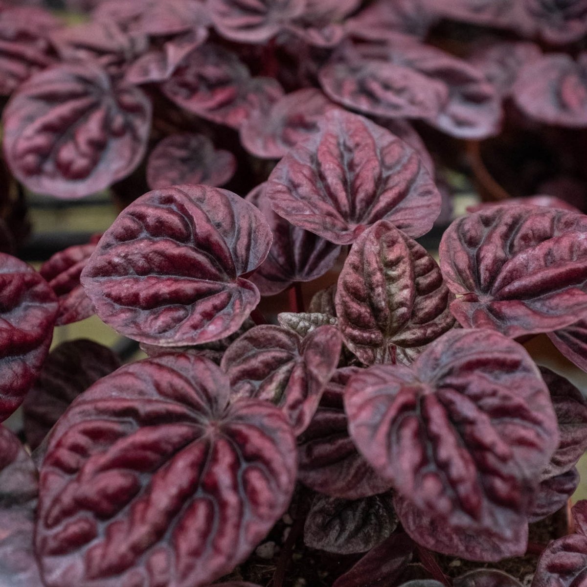 lily & onyx Peperomia 'Ripple Red' - lily & onyx