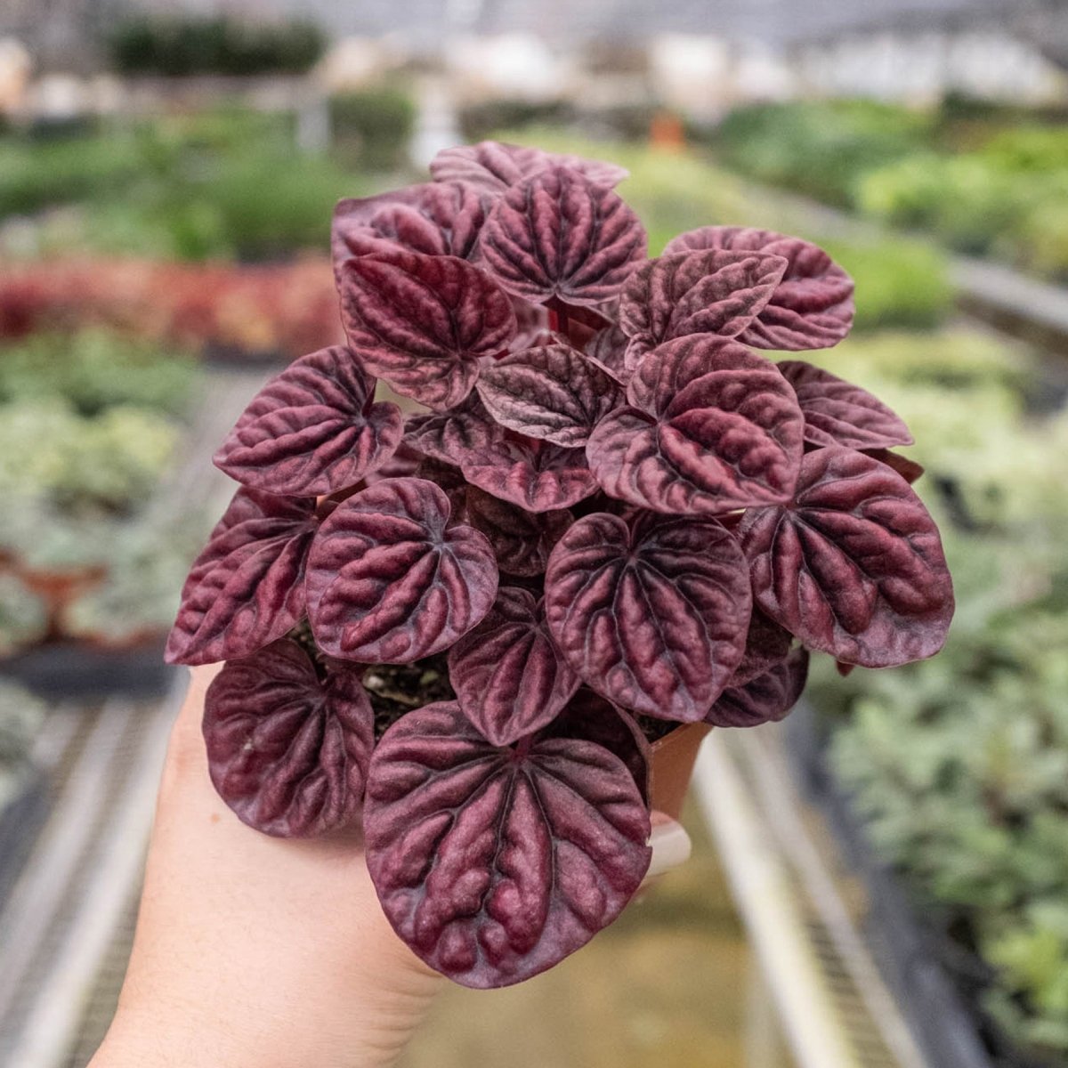 lily & onyx Peperomia 'Ripple Red' - lily & onyx