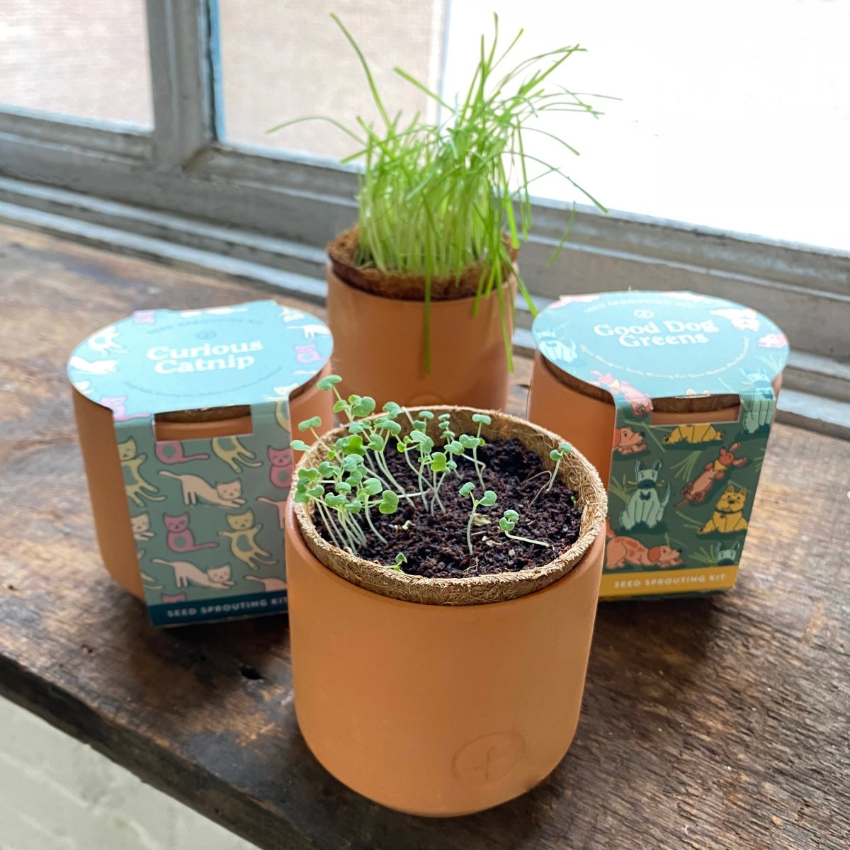 Modern Sprout Pet Tiny Terracotta Grow Kits - lily & onyx