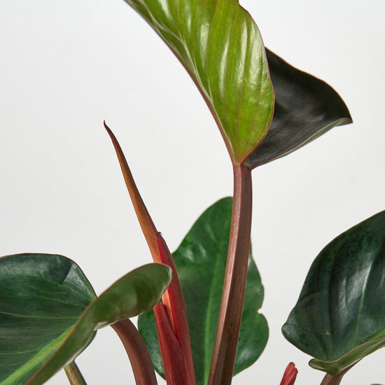 lily & onyx Philodendron 'Congo Rojo' - lily & onyx
