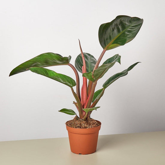 lily & onyx Philodendron 'Congo Rojo' - lily & onyx