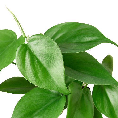 lily & onyx Philodendron Cordatum Heartleaf Houseplant