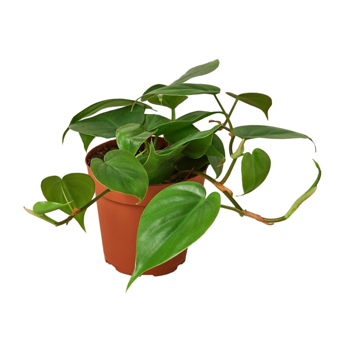 lily & onyx Philodendron Cordatum Heartleaf Houseplant