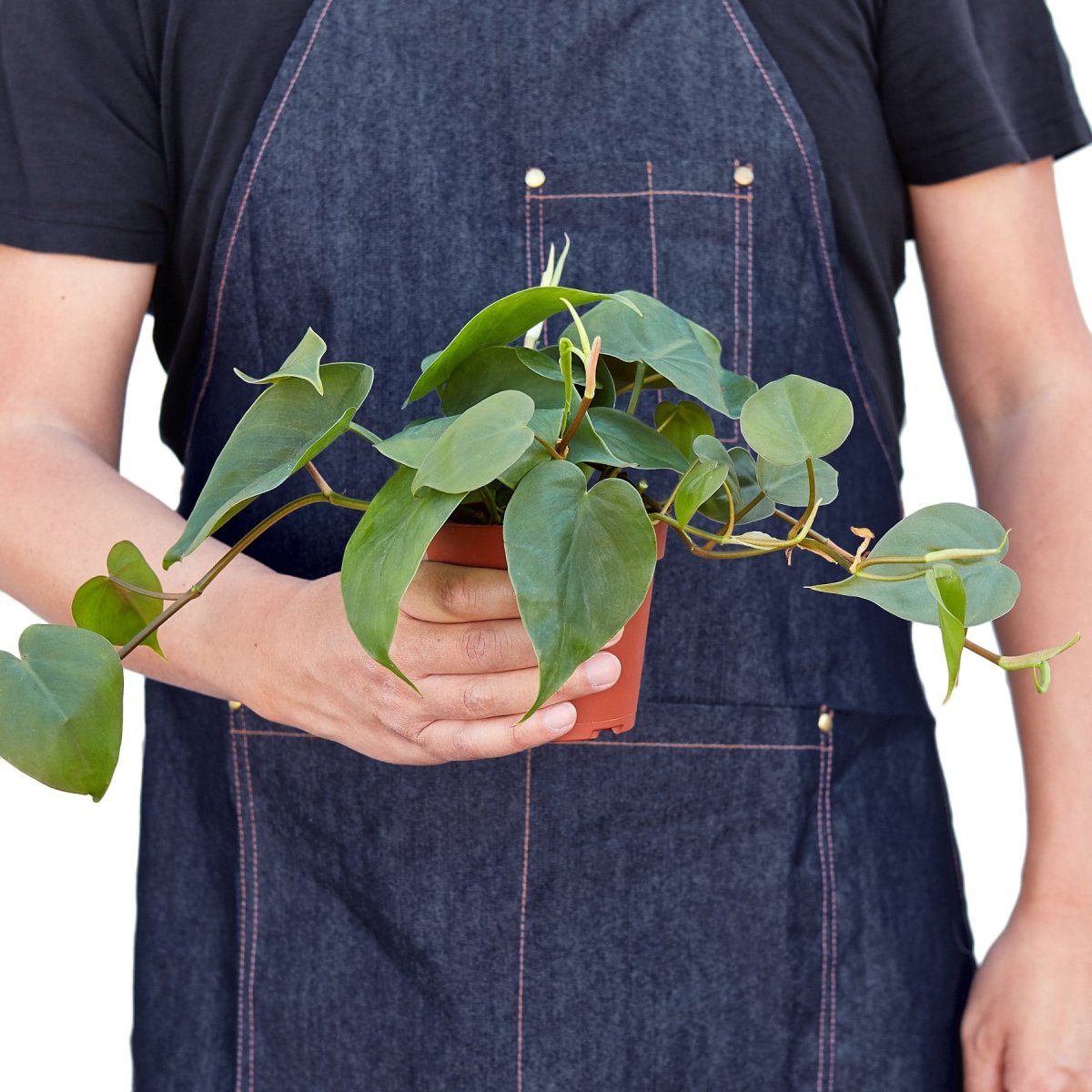 lily & onyx Philodendron Cordatum Heartleaf Houseplant