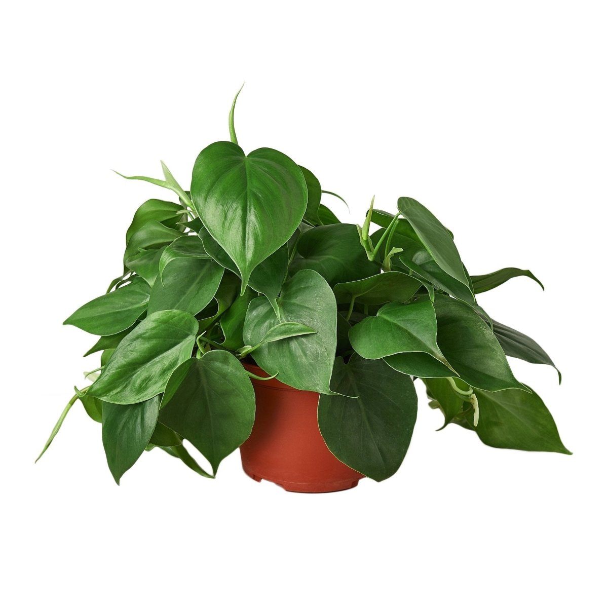 lily & onyx Philodendron Cordatum Heartleaf Houseplant