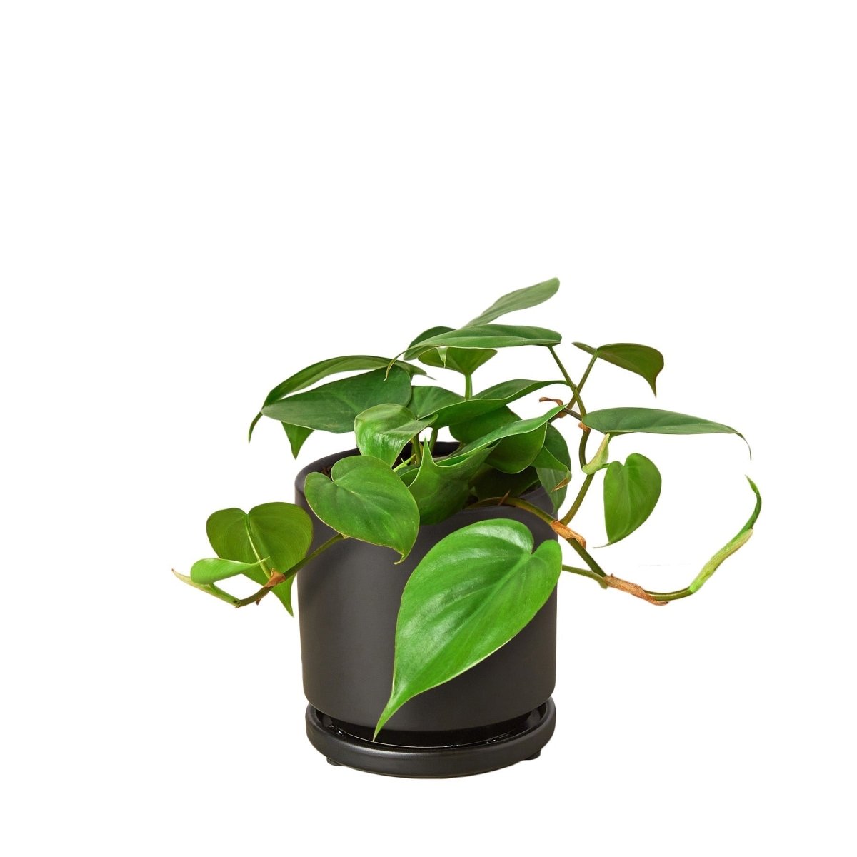 lily & onyx Philodendron Cordatum Heartleaf Houseplant