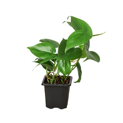 lily & onyx Philodendron Cordatum Heartleaf Houseplant
