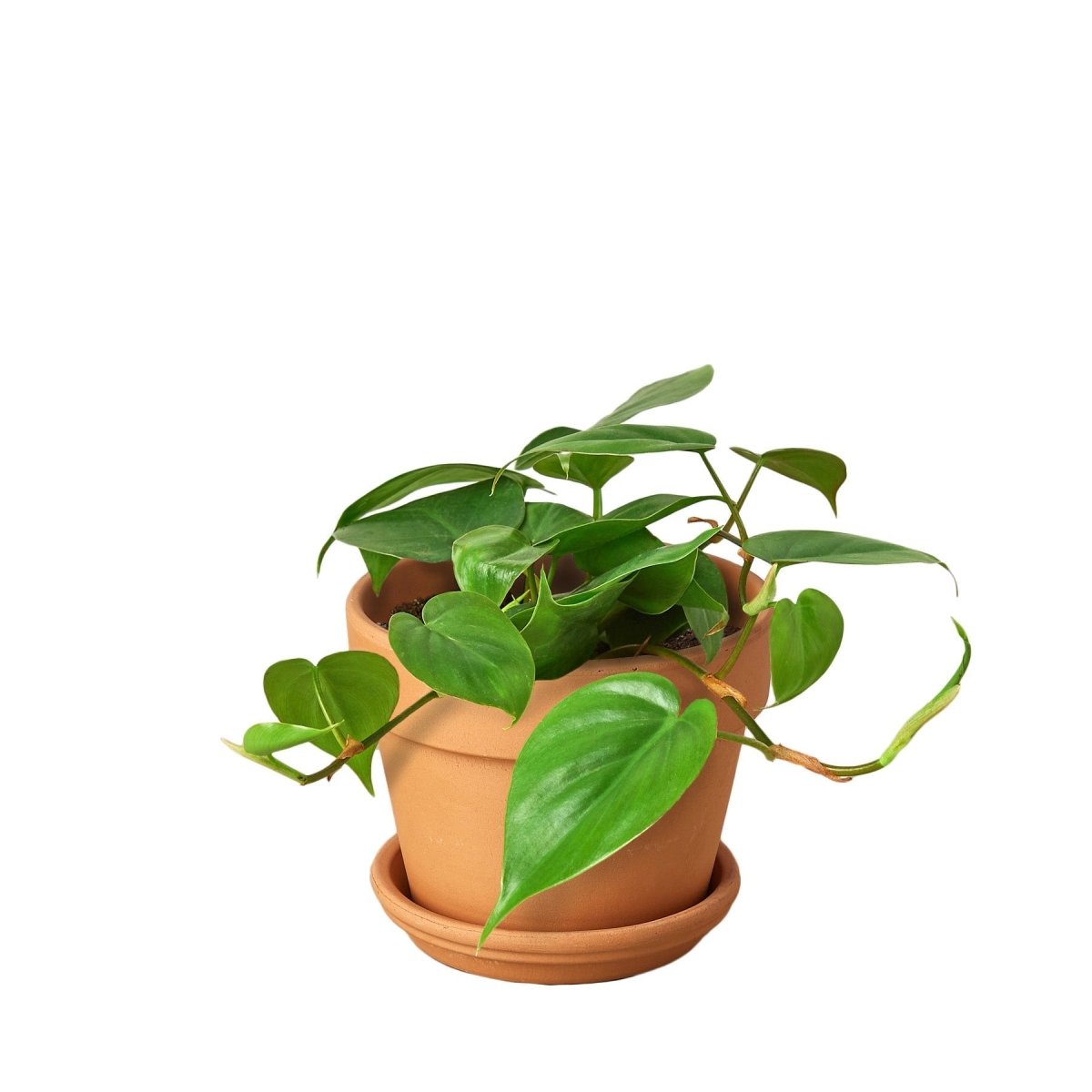 lily & onyx Philodendron Cordatum Heartleaf Houseplant