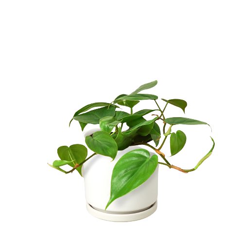 lily & onyx Philodendron Cordatum Heartleaf Houseplant