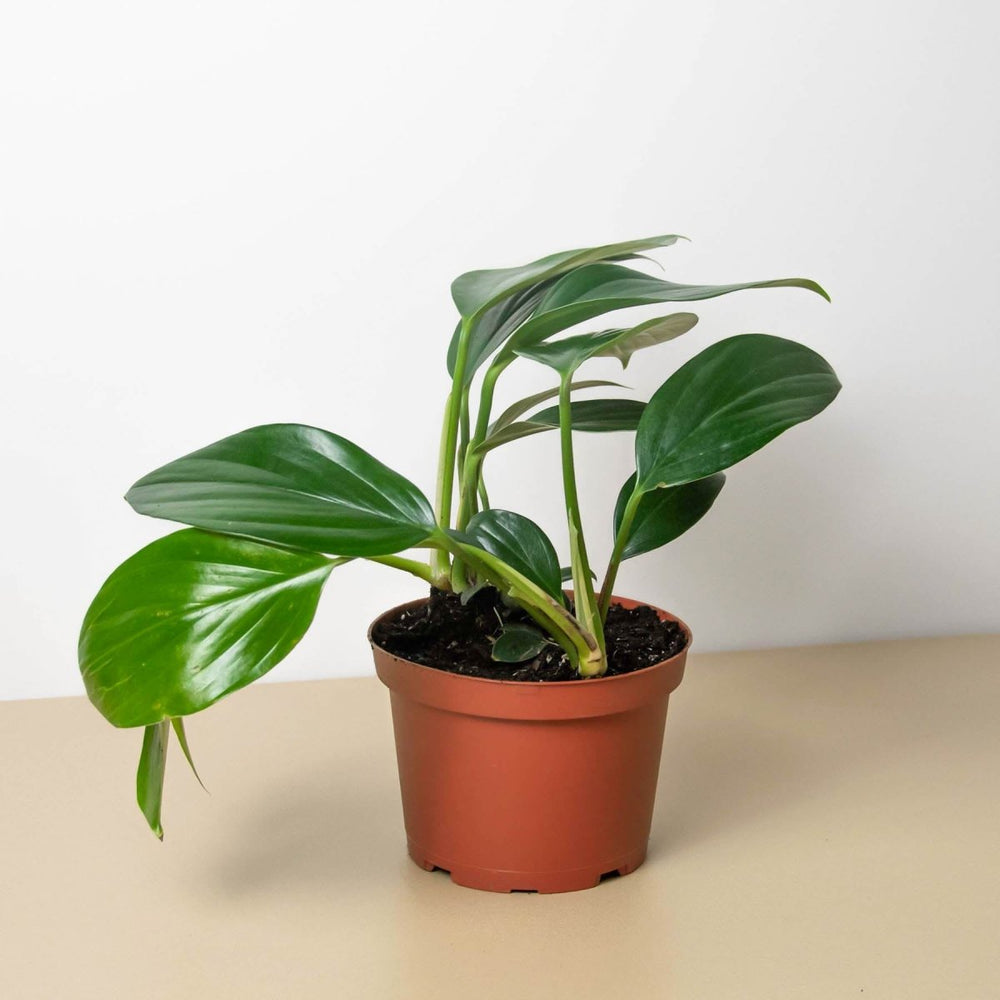 lily & onyx Philodendron 'Dragon Tail' - lily & onyx