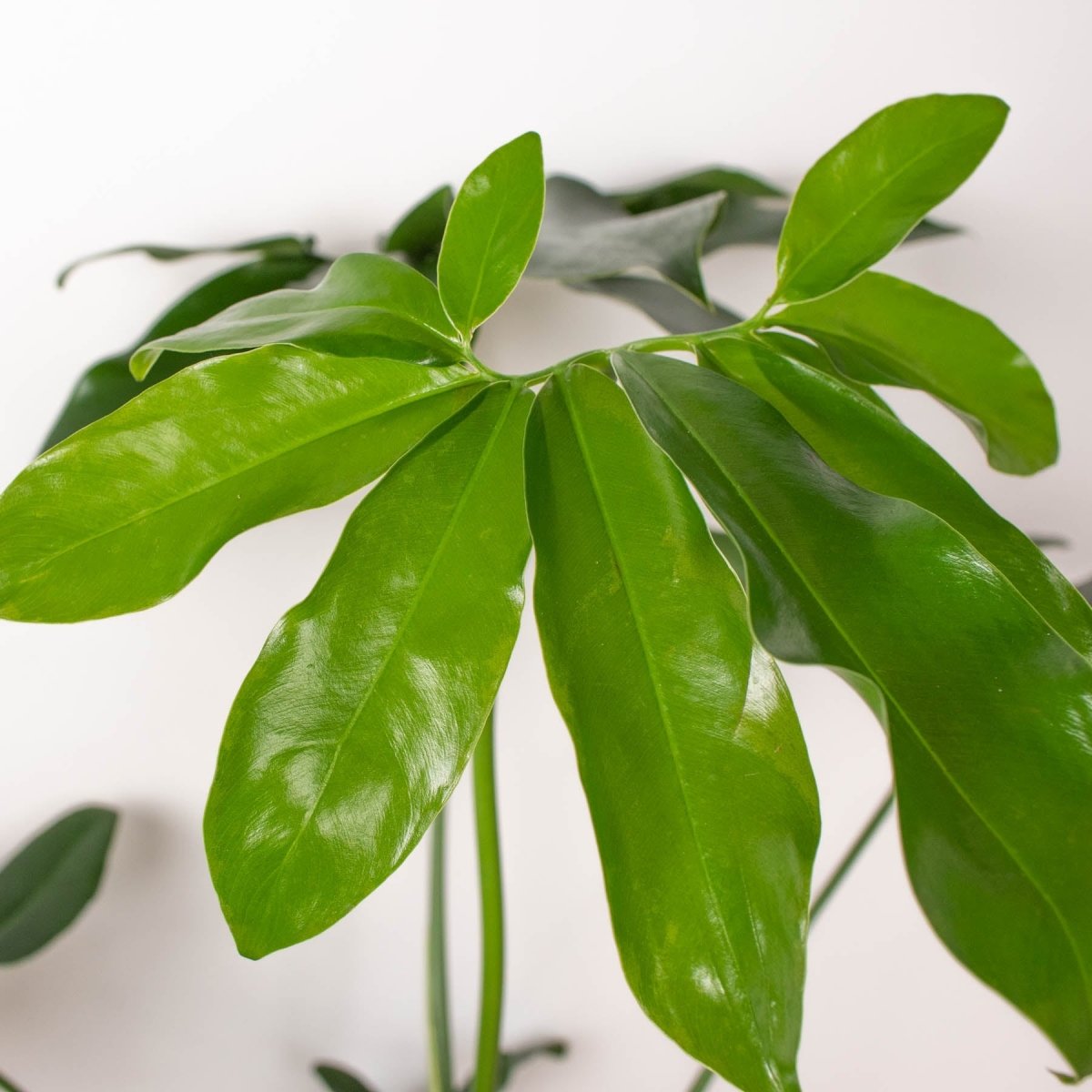 lily & onyx Philodendron 'Goeldii' - lily & onyx