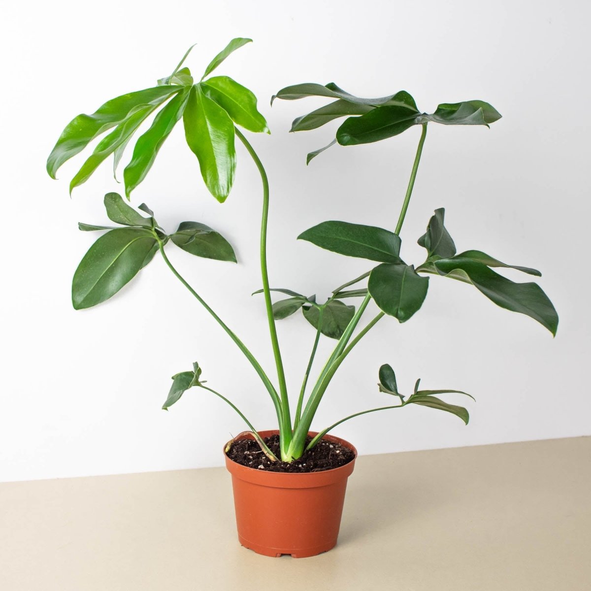 lily & onyx Philodendron 'Goeldii' - lily & onyx