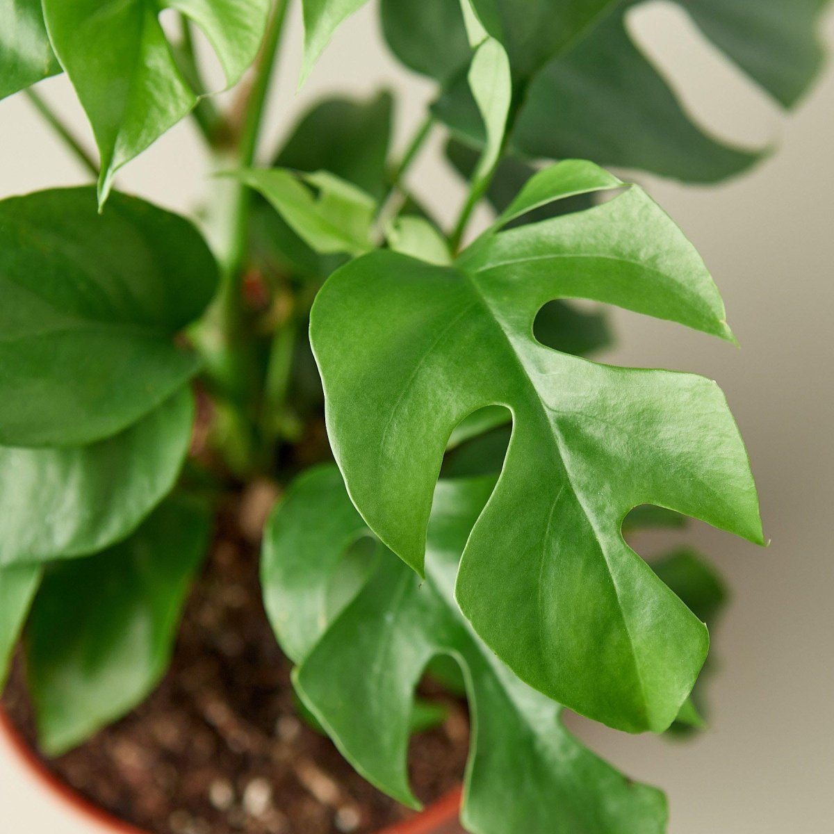 lily & onyx Philodendron Mini Monstera Minima - lily & onyx