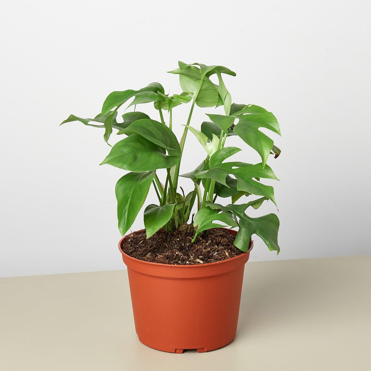 lily & onyx Philodendron Mini Monstera Minima - lily & onyx