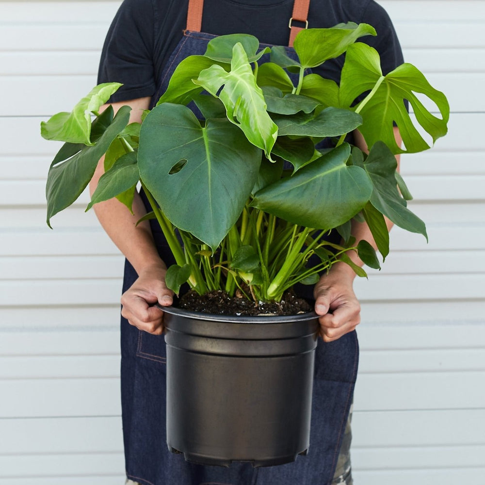 
                      
                        lily & onyx Philodendron ‘Monstera' - 10" Pot - lily & onyx
                      
                    