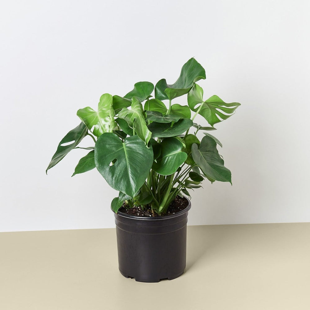
                      
                        lily & onyx Philodendron ‘Monstera' - 10" Pot - lily & onyx
                      
                    