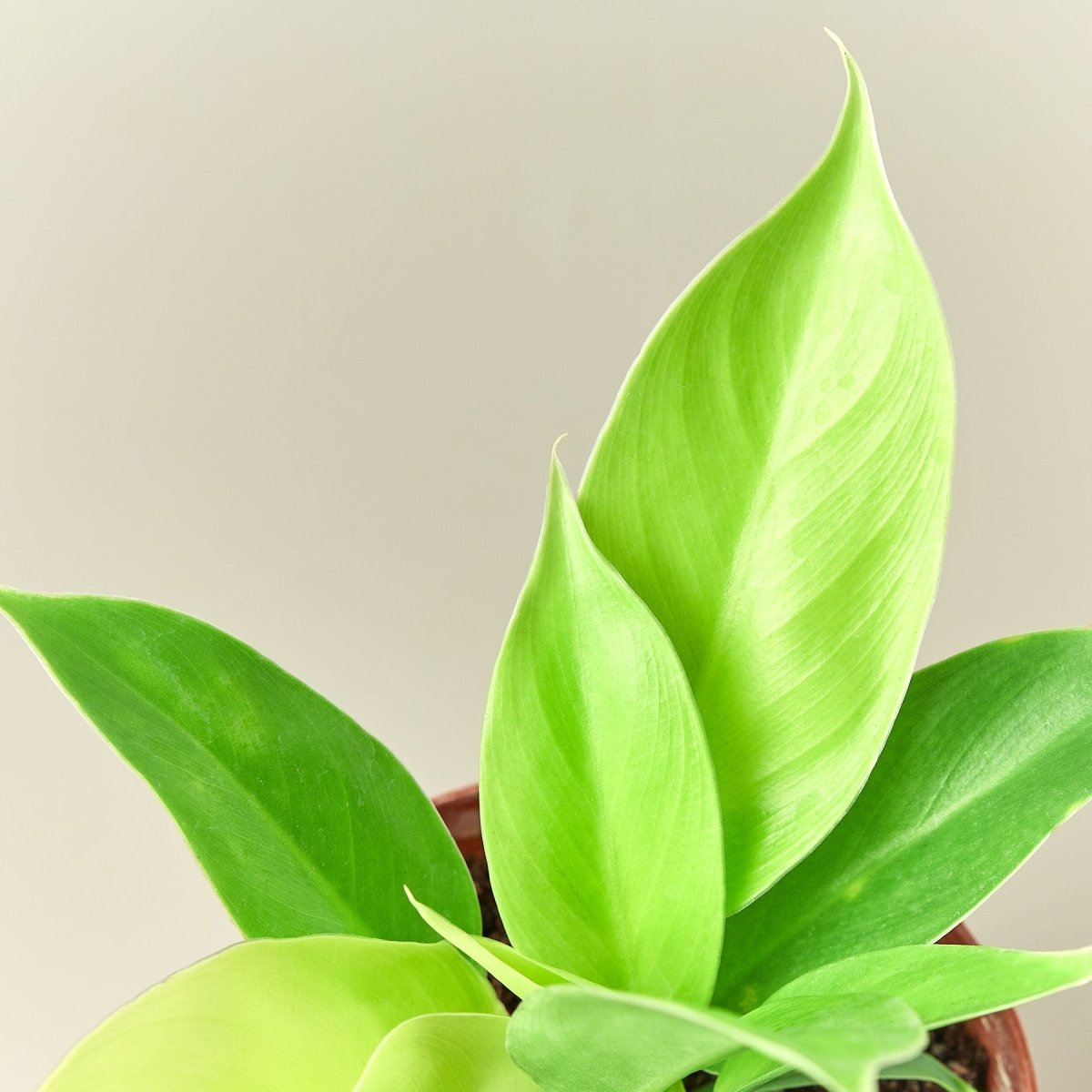 lily & onyx Philodendron 'Moonlight' - lily & onyx