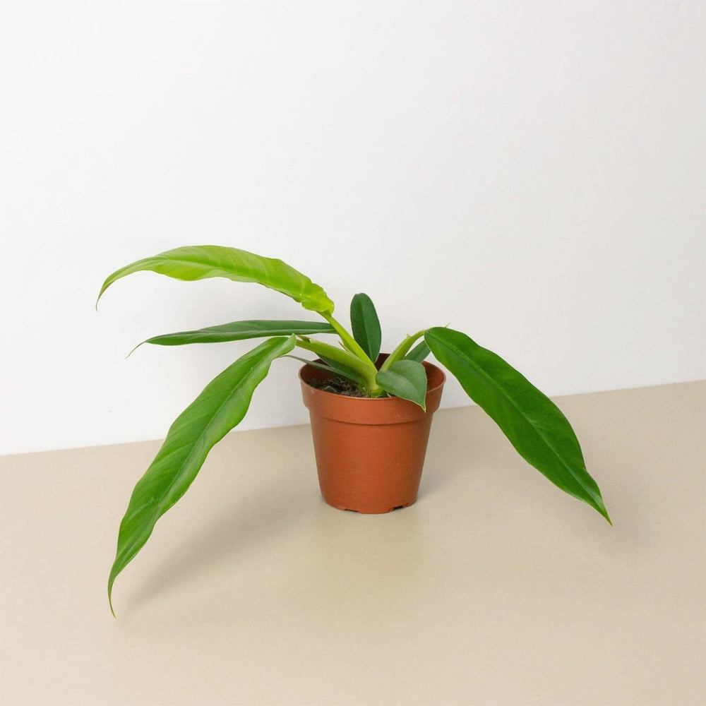 lily & onyx Philodendron 'Narrow Escape' - lily & onyx