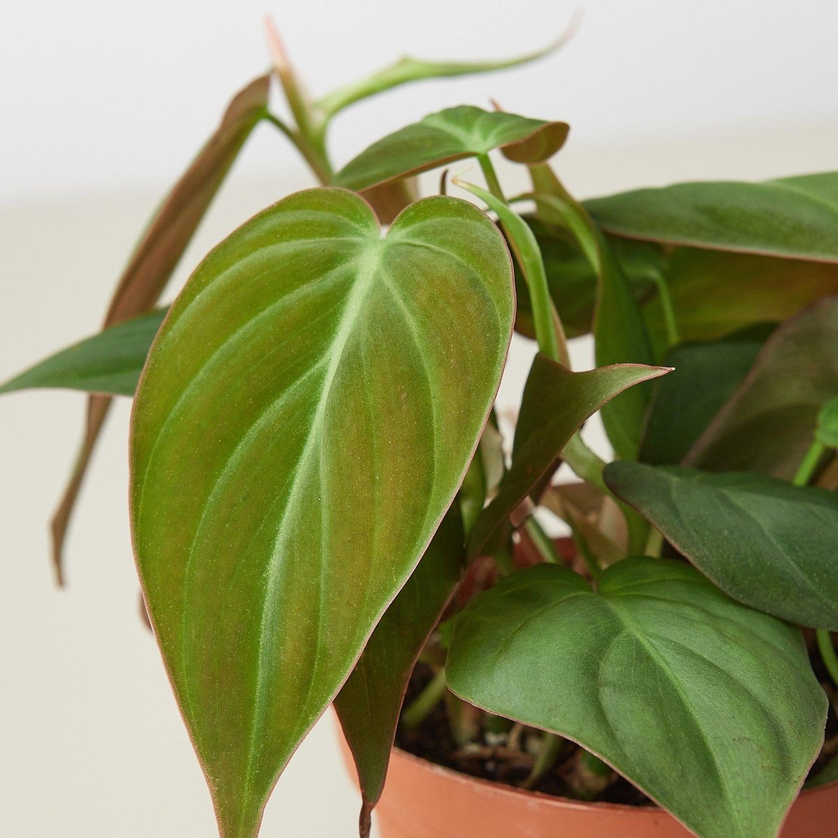 lily & onyx Philodendron 'Velvet' - lily & onyx