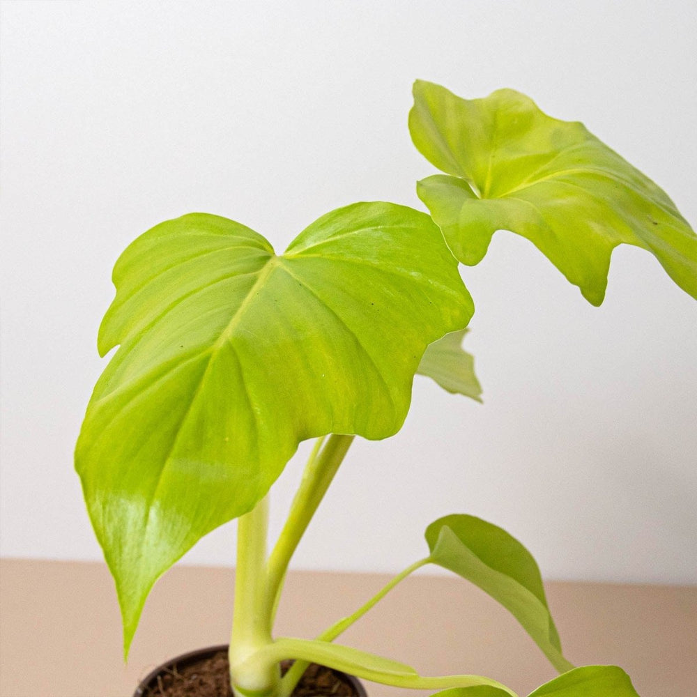 
                      
                        lily & onyx Philodendron 'Warscewiczii' - lily & onyx
                      
                    