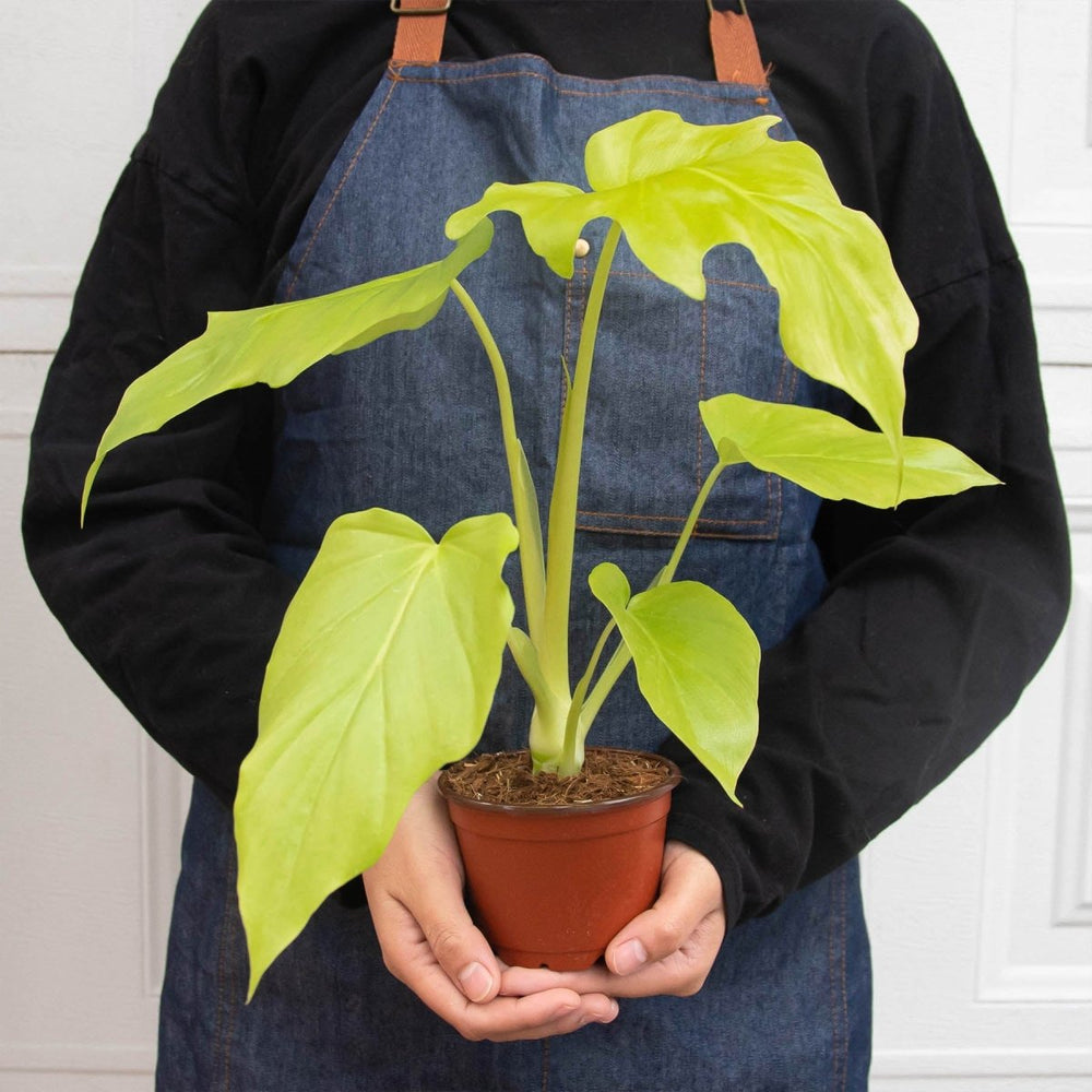 
                      
                        lily & onyx Philodendron 'Warscewiczii' - lily & onyx
                      
                    