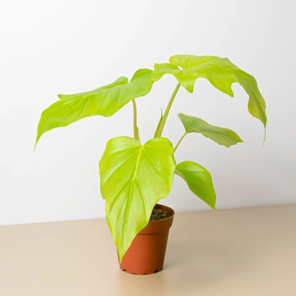 
                      
                        lily & onyx Philodendron 'Warscewiczii' - lily & onyx
                      
                    