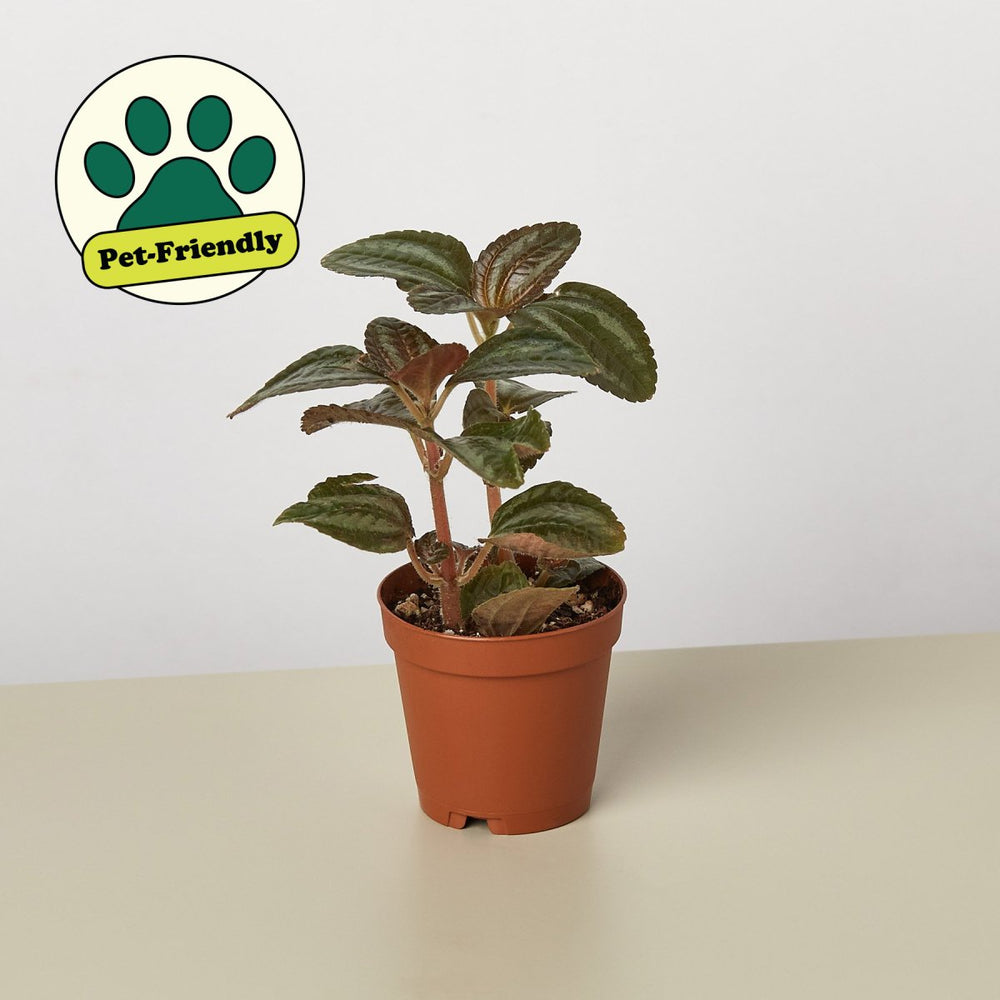 lily & onyx Pilea 'Bronze' - lily & onyx