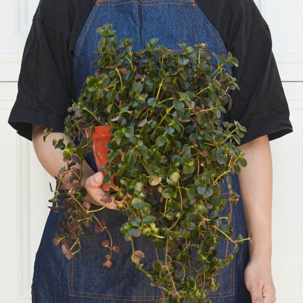 
                      
                        lily & onyx Pilea Depressa Sao Paulo - lily & onyx
                      
                    