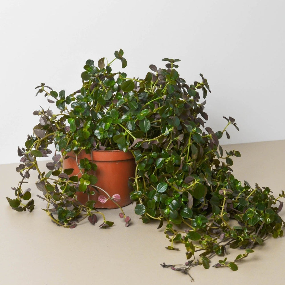 
                      
                        lily & onyx Pilea Depressa Sao Paulo - lily & onyx
                      
                    
