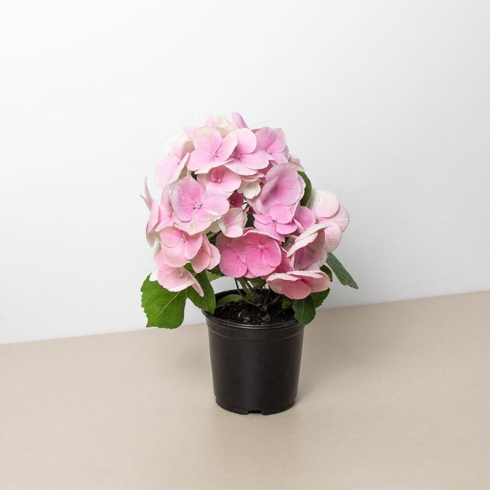 lily & onyx Pink Hydrangea - lily & onyx