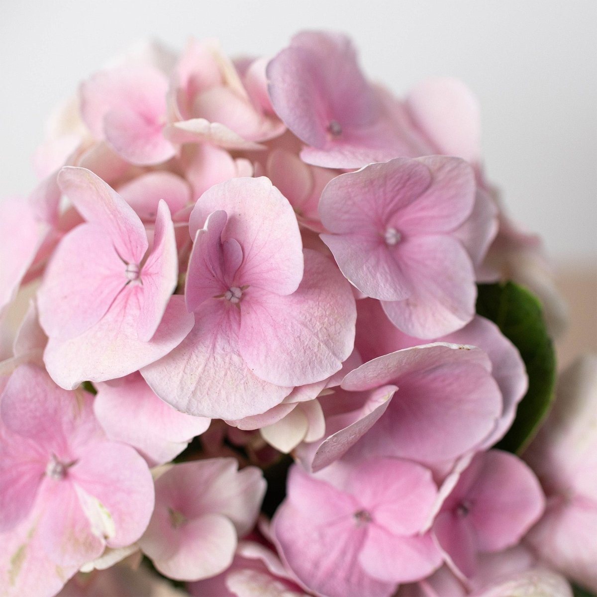 lily & onyx Pink Hydrangea - lily & onyx