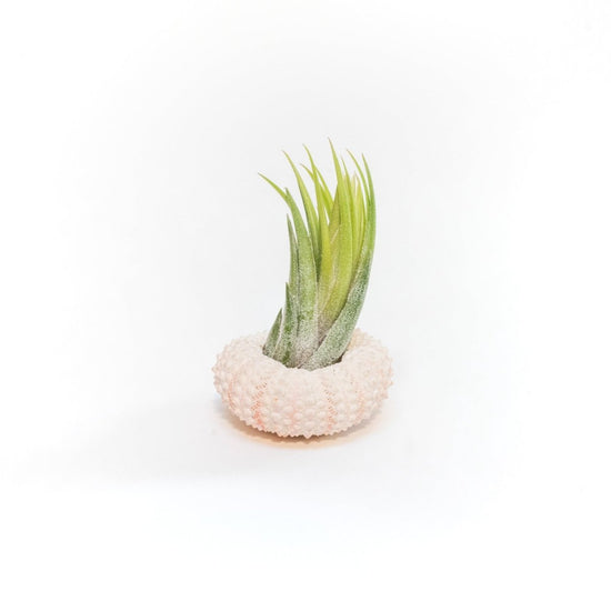 Air Plant Supply Co. Pink Urchins with Tillandsia Air Plants - lily & onyx
