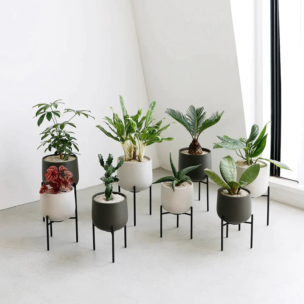 
                      
                        KINTO USA Plant Pot 211, 6" - lily & onyx
                      
                    