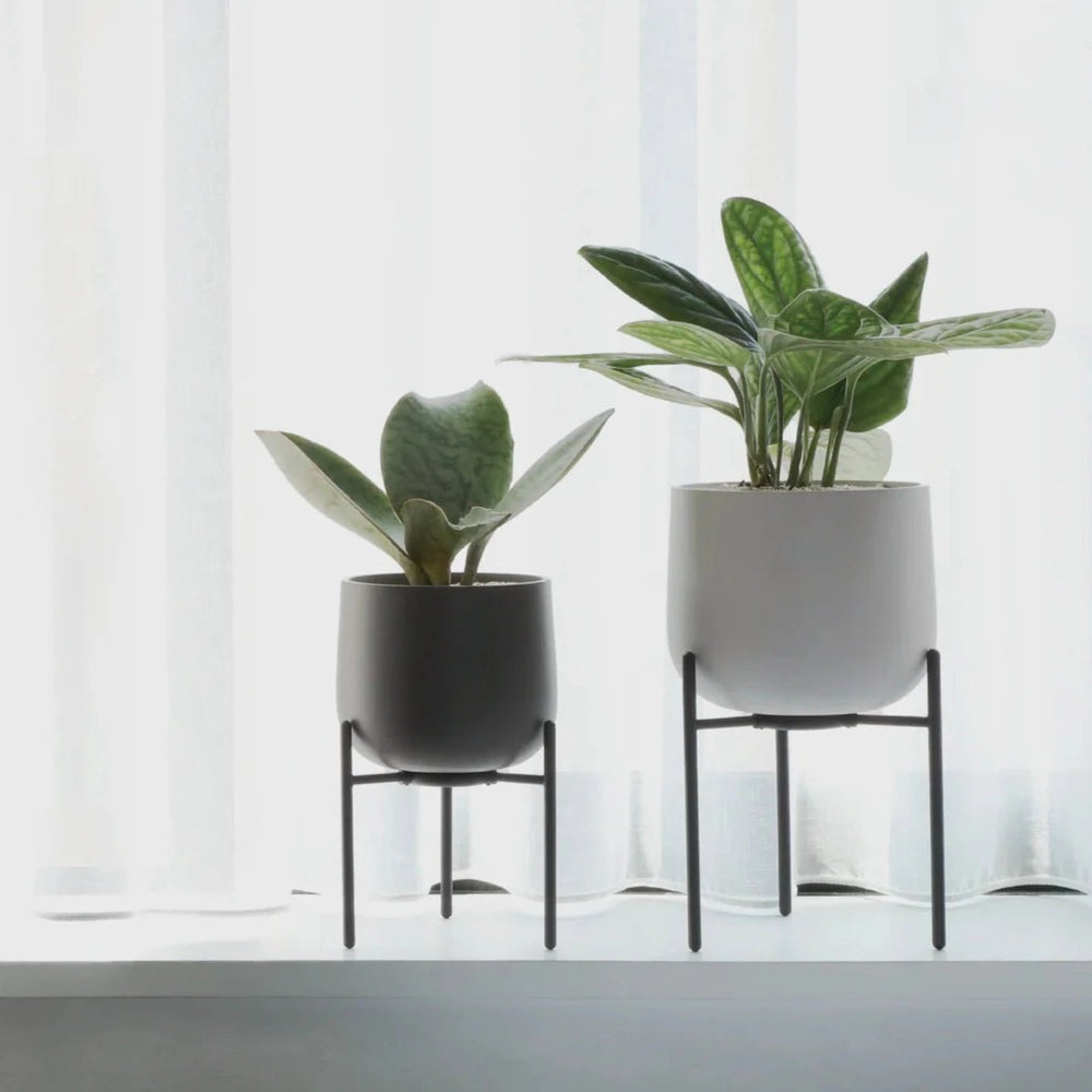 
                      
                        KINTO USA Plant Pot 211, 6" - lily & onyx
                      
                    