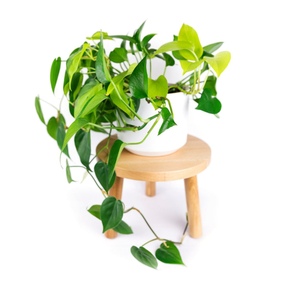 
                      
                        declutterd Plant Stand Stool, 10" - lily & onyx
                      
                    