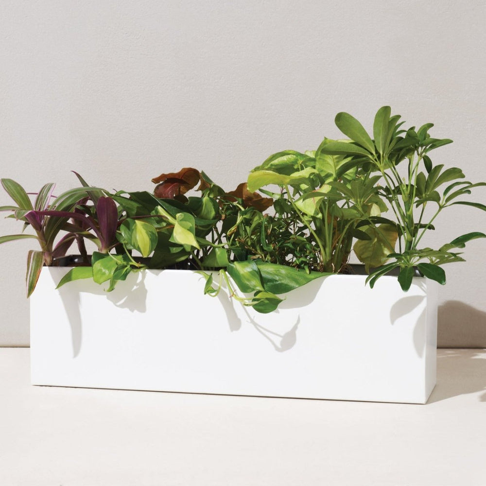 Modern Sprout Planter Box - lily & onyx