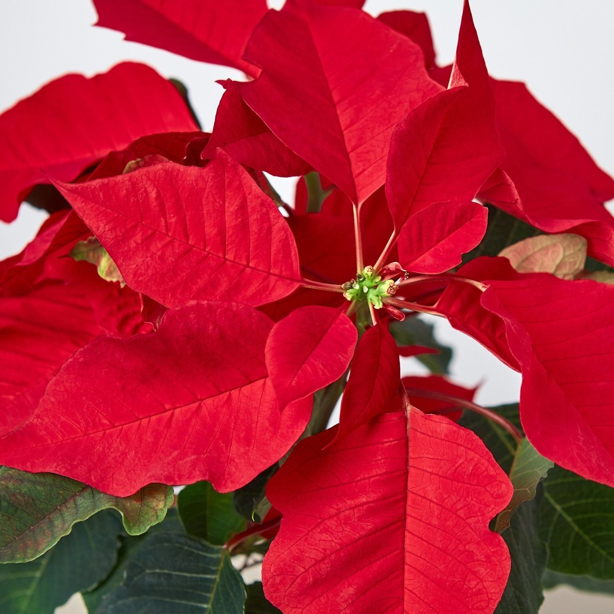 lily & onyx Poinsettia 'Red' - lily & onyx