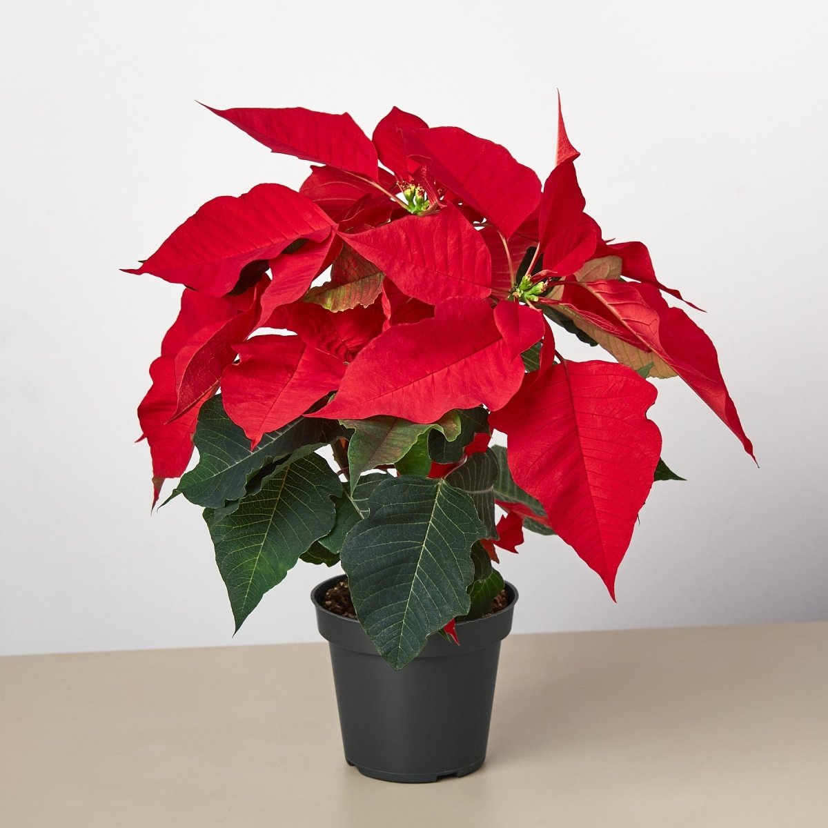 lily & onyx Poinsettia 'Red' - lily & onyx