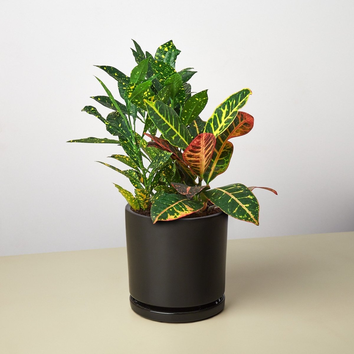 lily & onyx Pre - Potted Crotons Houseplant Gift Arrangement