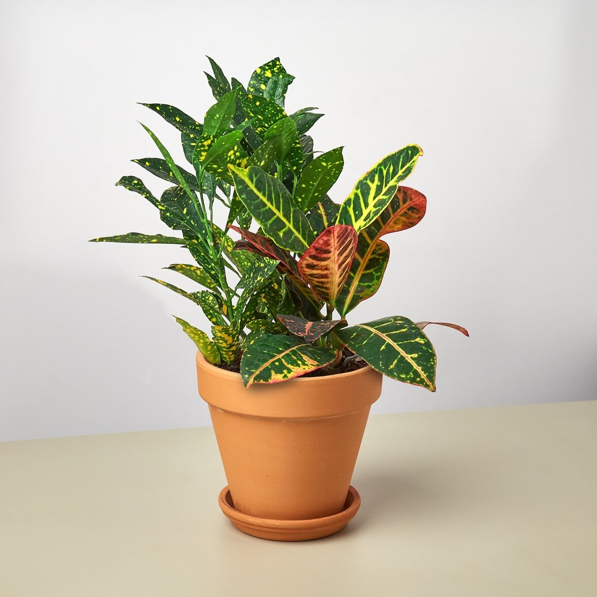 lily & onyx Pre - Potted Crotons Houseplant Gift Arrangement