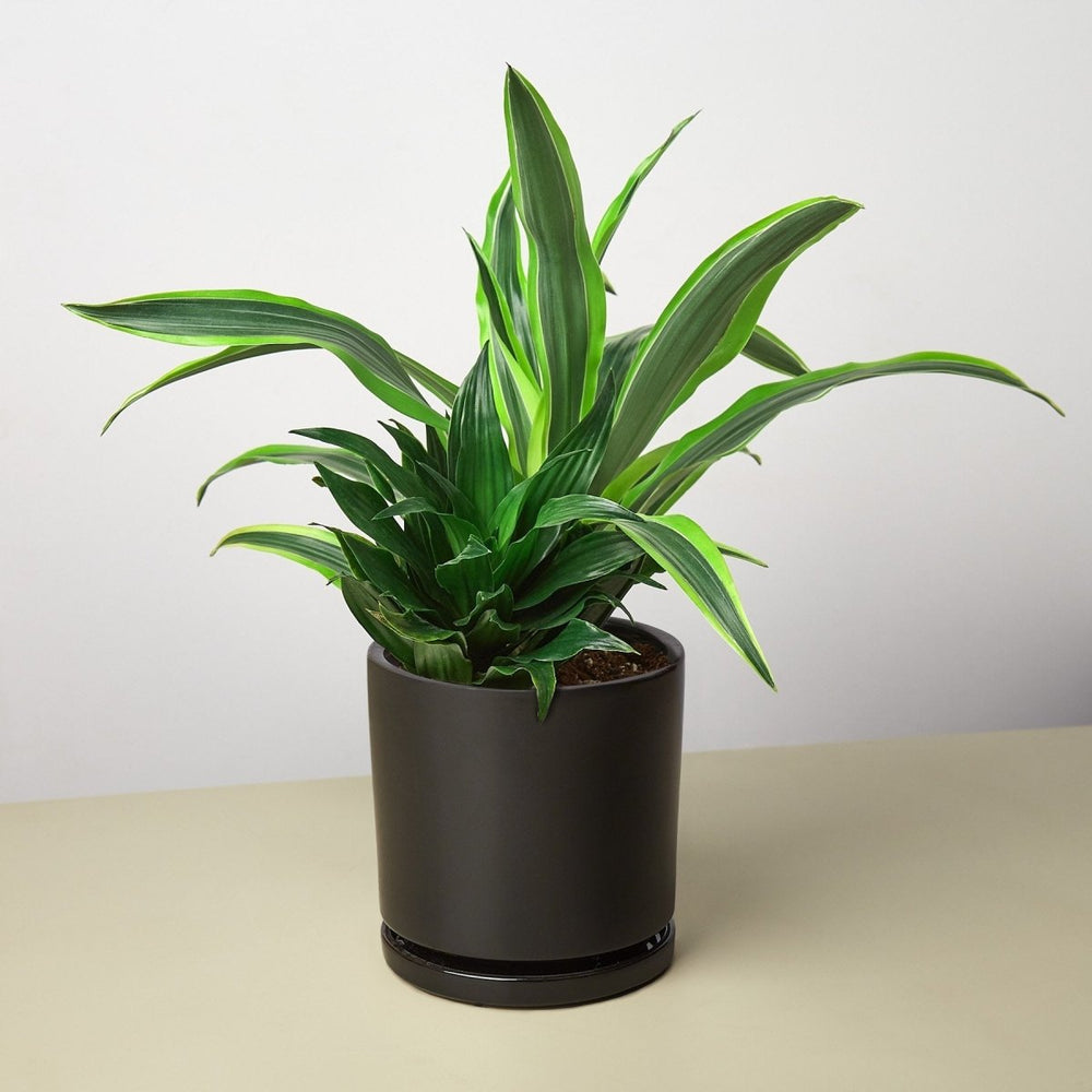 lily & onyx Pre-Potted Dracaenas Gift Arrangement - lily & onyx